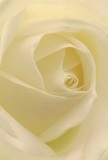 This evocative portrait draws you directly into the cream-white spiral of a Leyton rose, each unfurling petal inviting you to experience its tactile softness and tranquil beauty. The composition radiates peace, with light filtering through thin ivory layers much like the gentle dawn that wakes Leyton each day. Tiny shadows impart depth, and the gentle curve of each petal seems both protective and welcoming-a pure, wordless gesture suited for expressing sympathy, love, or quiet celebration of new beginnings. Imagination conjures the faint, sweet fragrance lingering in the air, subtle but unmistakable, reminiscent of freshly cut blooms on a spring morning at Coronation Gardens. Every element of the rose's arrangement highlights the florist's attentive care: the handling, the artistry, and the understanding of the emotions flowers carry in the Leyton community. Whether delivered as solace or admiration, this rose becomes more than an image-it's a reflection of shared experience and heartfelt connection, ready to accompany life's most tender moments throughout Leyton and its surrounding neighbourhoods.